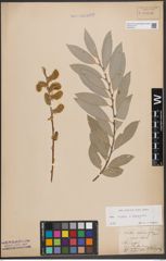 Foto von Salix caprea L. x Salix eleagnos Scop.